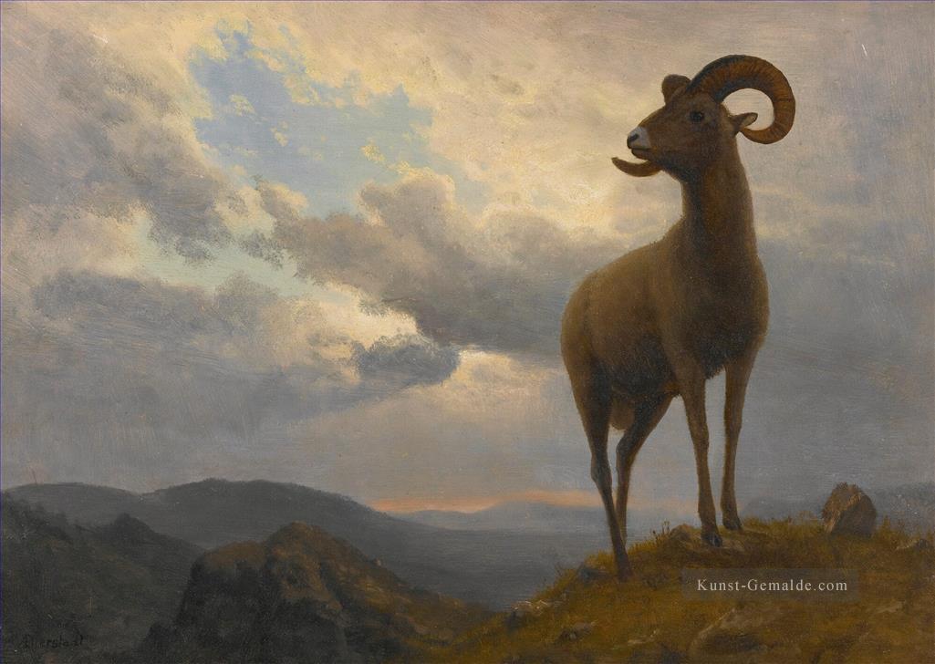 BIGHORN SHEEP Amerikanischer Albert Bierstadt Tier Ölgemälde